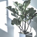An image featuring a sleek, white living room adorned with a solitary, tall fiddle-leaf fig plant in a minimalist pot, casting delicate shadows against the wall