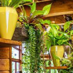 An image showcasing a lush, sunlit room with cascading greenery spilling from elegant hanging baskets