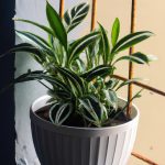 An image showcasing a variety of low-maintenance indoor plants, each displaying vibrant green foliage and thriving in diverse environments like sunlit windowsills, dimly lit corners, and even bathroom shelves