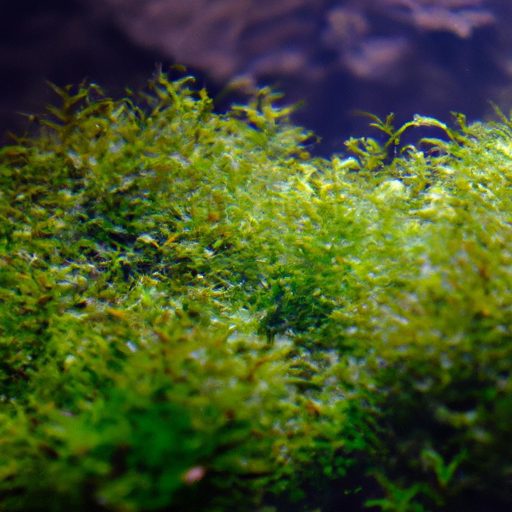 lush green mosses gracefully adorn aquar 512x512 71120417