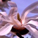 An image that captures the ethereal beauty of Magnolia Stellata: delicate, star-shaped petals in various shades of white and pink, gracefully unfolding amidst glossy green leaves, against a backdrop of a clear blue sky
