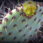 An image capturing the vibrant, fleshy pads of Opuntia Microdasys in striking contrast against a barren backdrop, showcasing their delicate, fuzzy spines resembling miniature mouse ears