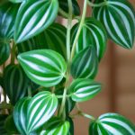 An image showcasing the lush green leaves of Peperomia Polybotrya, elegantly trailing down from a hanging planter