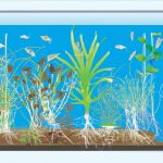 An image showcasing a vibrant aquarium filled with diverse aquatic plants in various stages of propagation