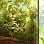 terrarium care 101 expert tips for keeping your plants thriving