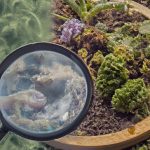 terrarium troubleshooting common issues and how to fix them 1