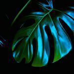 An image capturing the exquisite beauty of rare indoor plants, showcasing a vibrant assortment of unique foliage, from the velvety leaves of the Anthurium clarinervium to the delicate tendrils of the Monstera adansonii