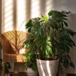the rarest indoor plants that are perfect for your lifestyle 2