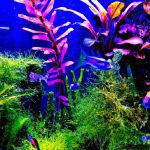 An image that captures the vibrant essence of a tropical aquarium, showcasing lush, emerald-green aquatic plants swaying gently in crystal-clear water, their delicate leaves adorned with bursts of vivid oranges, pinks, and purples