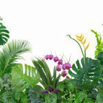 Tropical Plants – 12 Exotics That Grow Happily Indoors