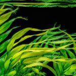 An image showcasing a lush Vallisneria aquarium plant arrangement, with vibrant green leaves swaying gracefully in the water, creating a stunning underwater landscape