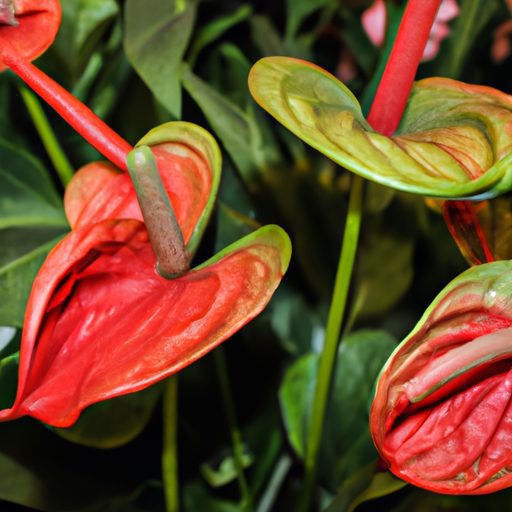 vibrant anthuriums with colorful floweri 512x512 48300840