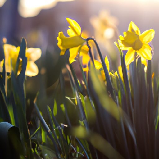 vibrant daffodils dancing in golden sunl 512x512 77155857