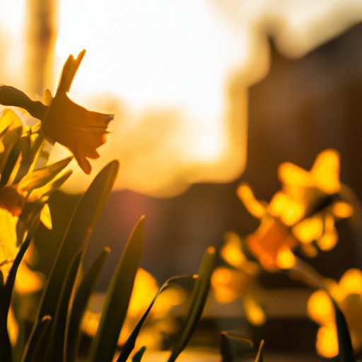 vibrant daffodils dancing in golden sunl 512x512 97822365