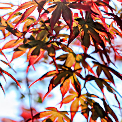 vibrant japanese maples thrive in sunlig 512x512 68534729