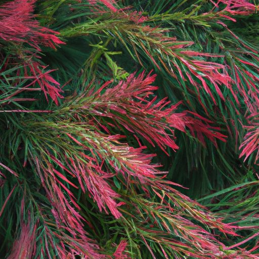 vibrant red and green needle leaves phot 512x512 20190135