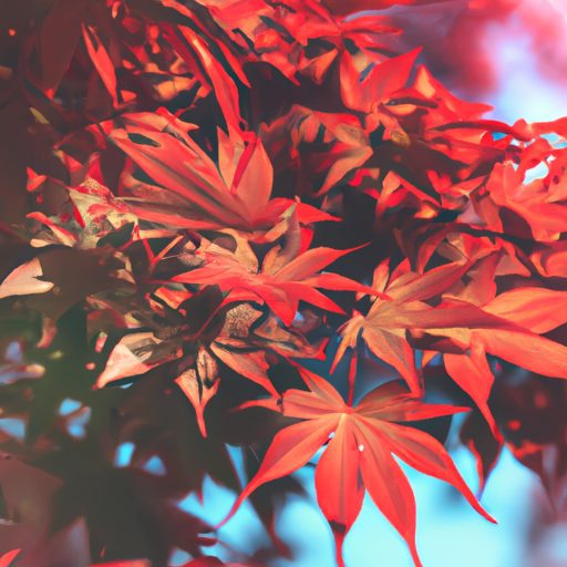 vibrant red japanese maple leaves glowin 512x512 50960707