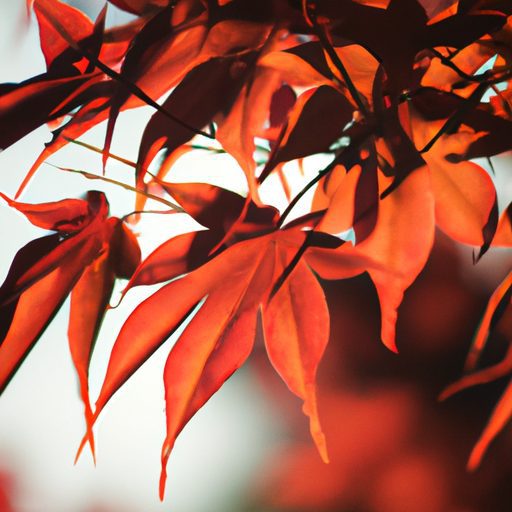 vibrant red japanese maple leaves glowin 512x512 95977752