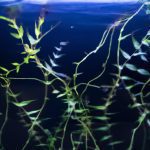 An image capturing the ethereal beauty of Water Wisteria Aquarium Plants - delicate green leaves gracefully sway in crystal-clear water, while vibrant roots anchor themselves, forming a mesmerizing underwater forest