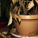 Indoor Plant Mistakes