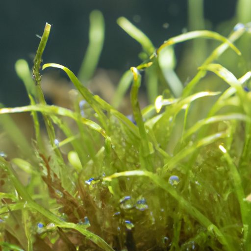 a close up photo of a healthy hornwort p 512x512 71314598
