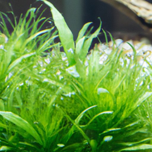 a close up photo of a healthy hornwort p 512x512 95229808