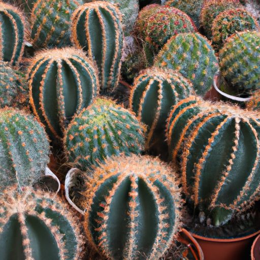 a vibrant assortment of cacti varieties 512x512 23862566