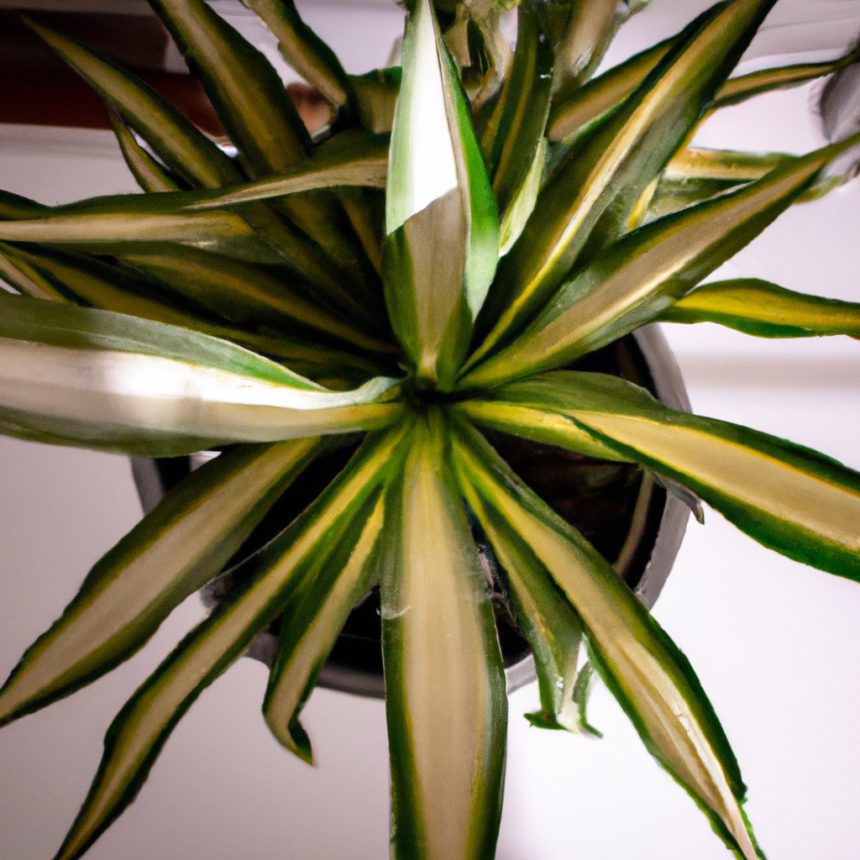 a vibrant green potted spider plant phot 1024x1024 13359116