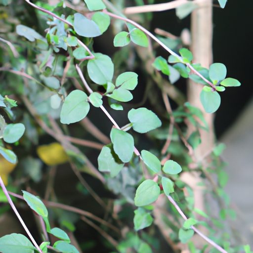 close up of lush green leafy vines photo 512x512 89655082
