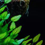 An image capturing the delicate beauty of Cryptocoryne plants in an aquascape, showcasing their vibrant green leaves with wavy edges, slender stems, and intricate veins, immersed in a serene underwater environment
