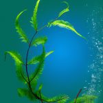 A captivating image showcasing the lush, vibrant green Java Fern (Microsorum Pteropus) with its delicate, feathery fronds gently swaying underwater, adding a touch of elegance to any aquarium or terrarium