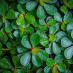 An image capturing the vibrant Ludwigia Repens: its emerald green leaves with reddish undertones, delicately veined and slightly serrated, gracefully trailing in an aquascape, emanating a sense of tranquility and natural beauty