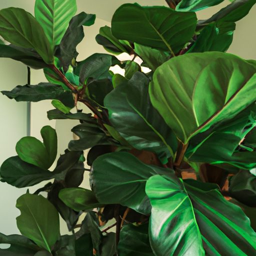 lush green fiddle leaf fig tree indoors 512x512 84211639